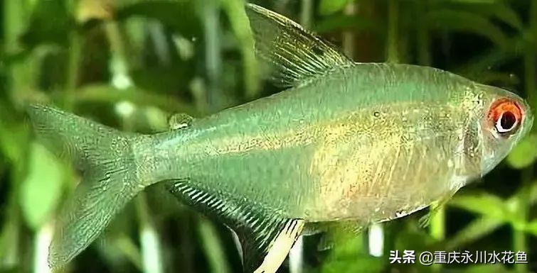 十种最漂亮的观赏鱼视频播放,观赏鱼60条