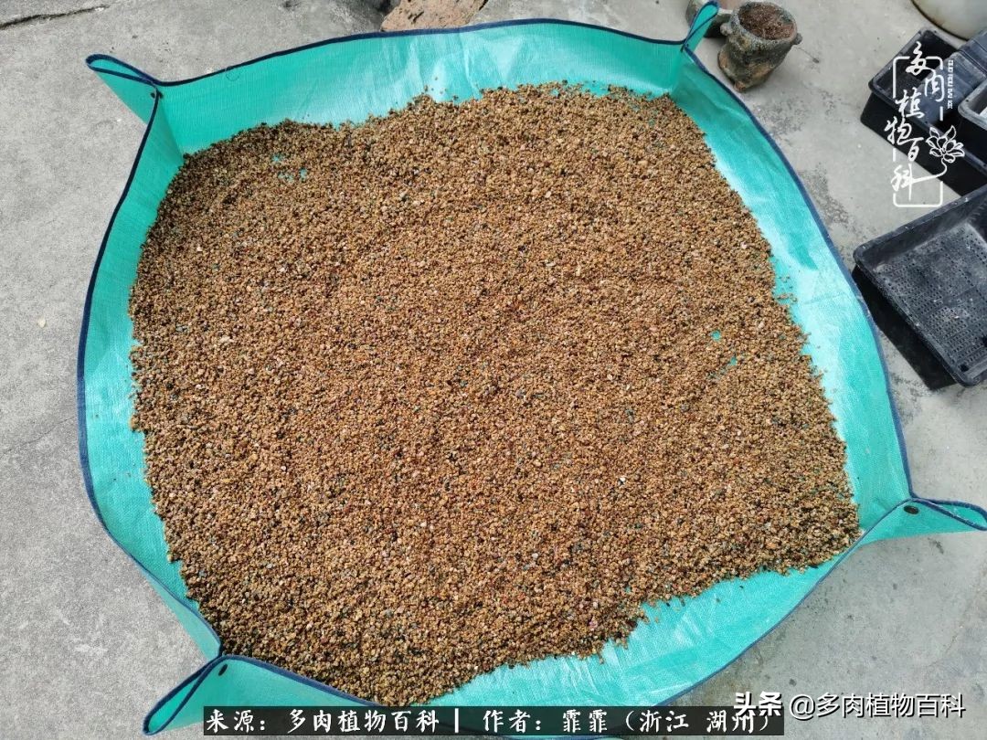 包邮区多肉度夏养护心得,阳台党养多肉怎么度夏