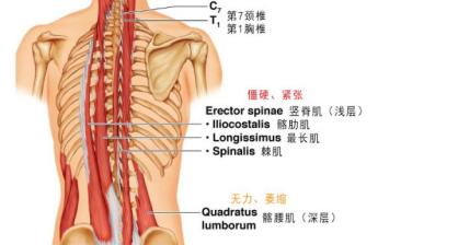 腰椎弯曲有什么后果,腰椎弯曲该如何复位