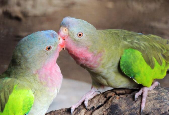 比较常见的鹦鹉有哪些,比较受欢迎的十种鹦鹉