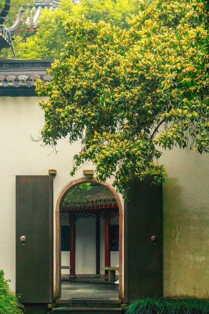 十月|一树桂花开，一袭暗香来