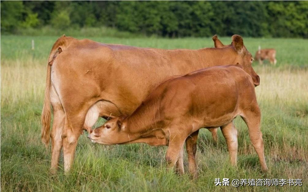 母牛常见问题,母牛常见病及防治方法
