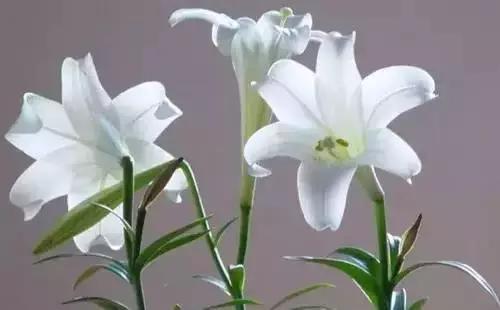 河南城市的市花有哪些花,全国56市市花图片