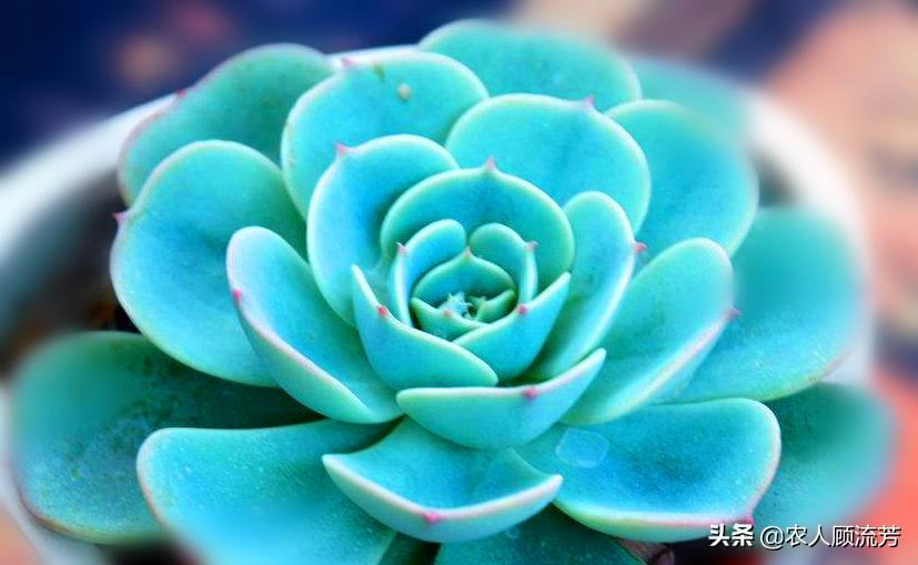 多肉植物玉蝶锦和富士有什么区别,多肉植物玉蝶的养殖方法与管理