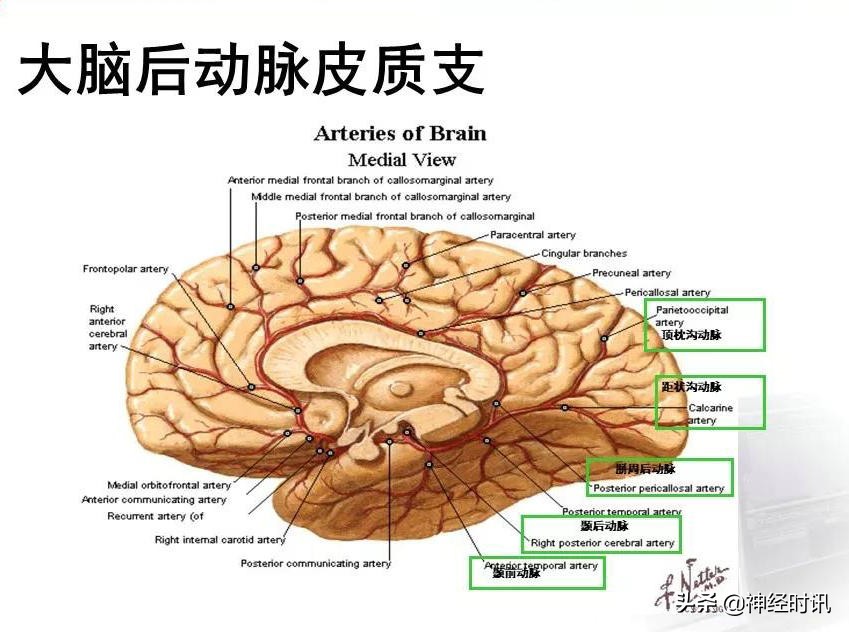 脑动脉解剖学讲解,脑膜中动脉解剖讲解