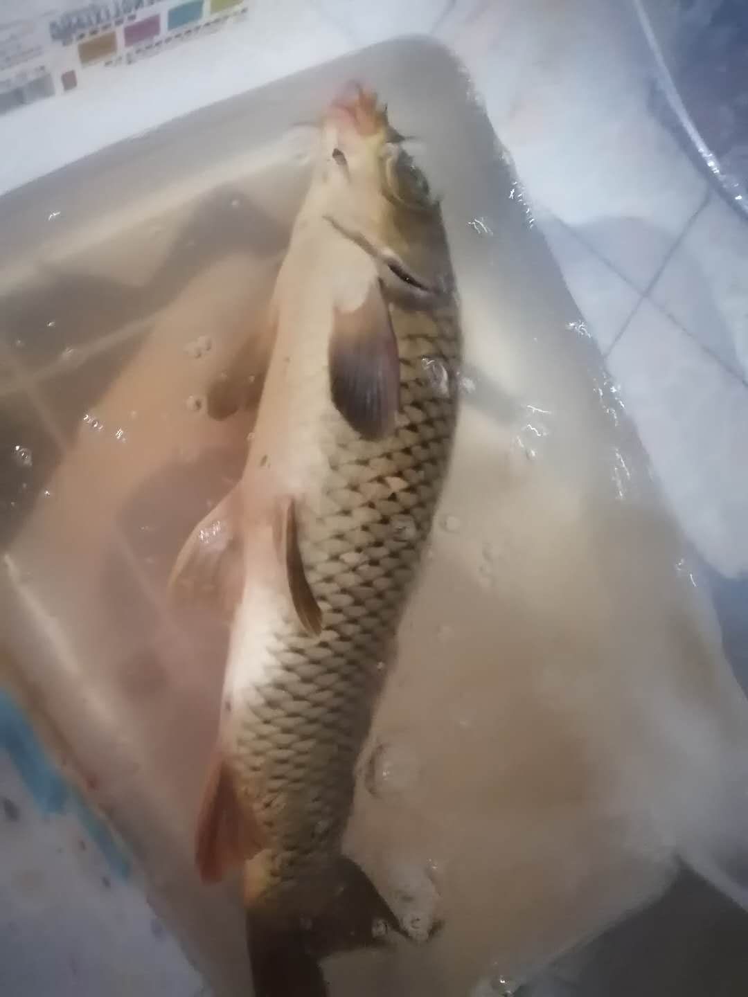 网上很火谷麦钓鱼配方,谷麦钓法是谁钓火的