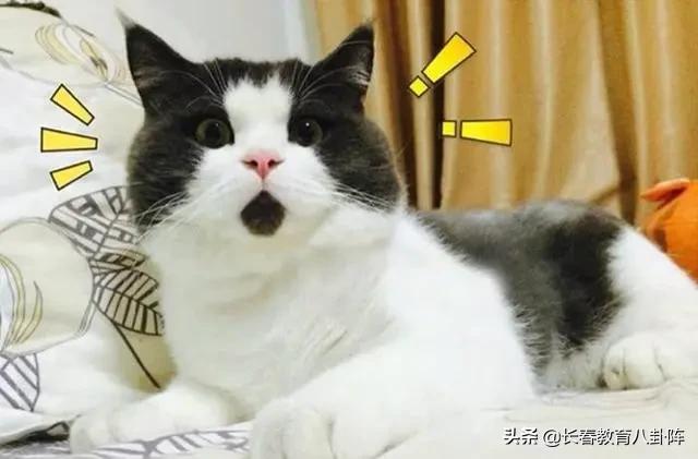 长春崇文学校最新规划,长春新区北湖崇文学校