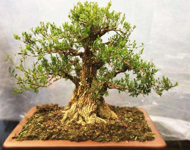 盆景红梅与野外红梅有什么区别,红梅盆景有假的吗