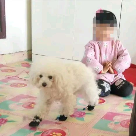 哈尔滨4岁女童遭邻居虐待,哈尔滨儿童被邻居侵害