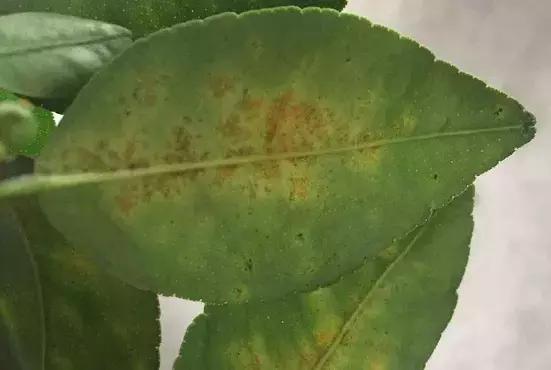 春季柑橘树预防什么病虫害,柑橘病虫害施药时间表