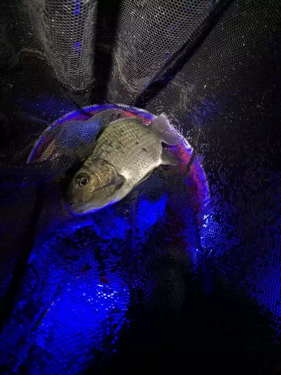 本汀金迦潘求败7米2,本汀金迦强攻潘评测