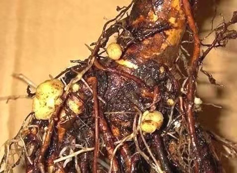 月季危害症状,月季受茎蜂侵害怎么处理