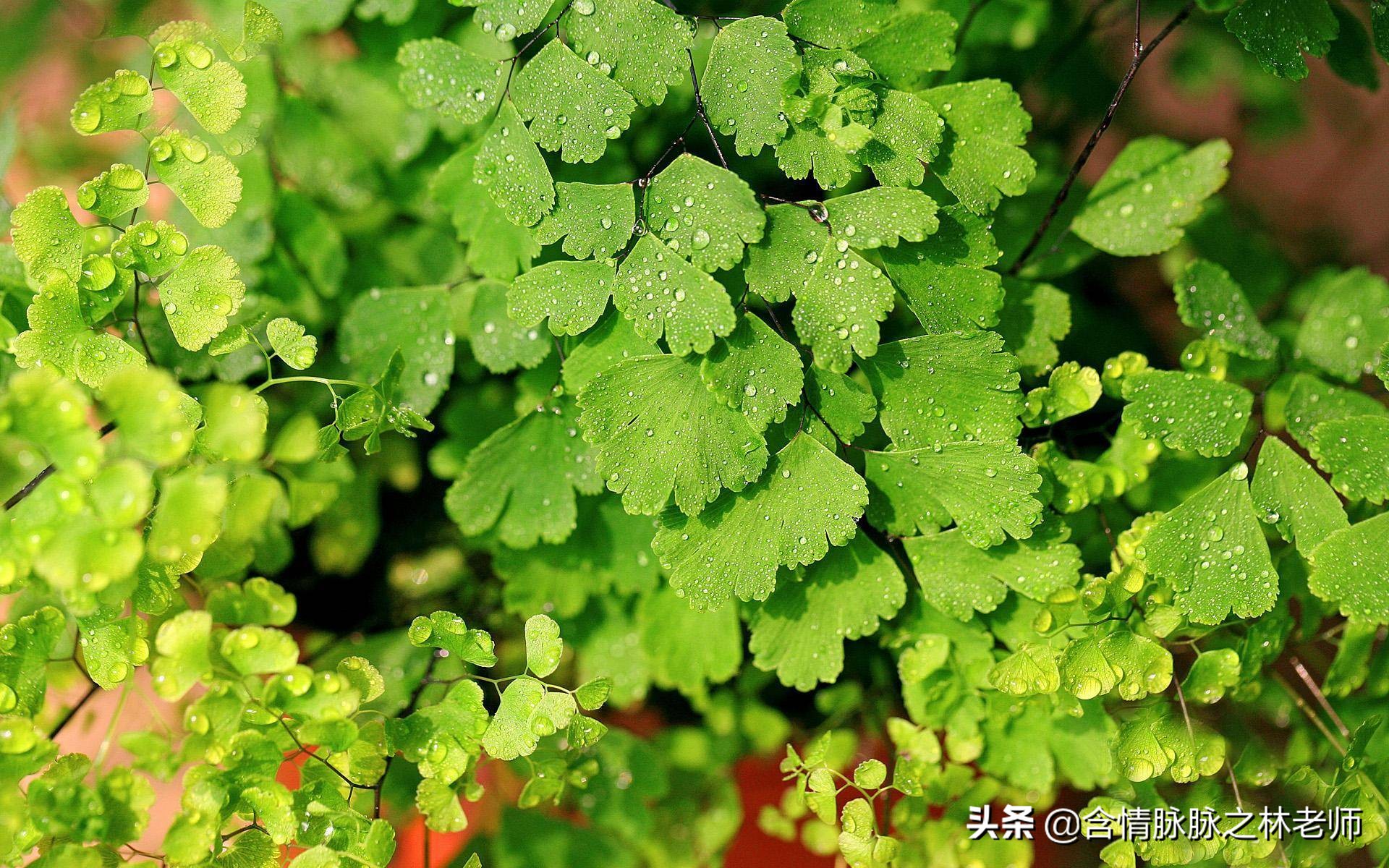 室内三种最旺家庭养植物,家居绿植哪些不适宜养