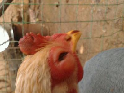 养鸡眼瞎是什么病用什么药,鸡眼睛病是怎么引起的