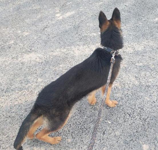 二个月的牧羊犬怎么吃狗粮,成年牧羊犬怎么吃狗粮视频