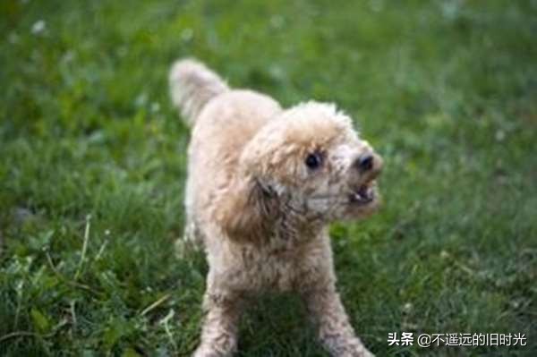 如果被凶狗追着咬怎么办,如果被超大的凶猛的狗追该怎么办