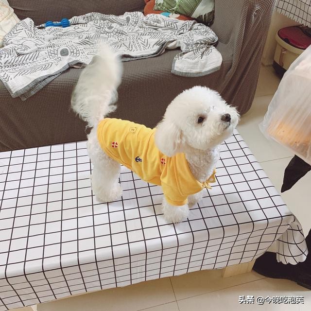 养狗怎样才让它不生病,养狗怎么让它护主