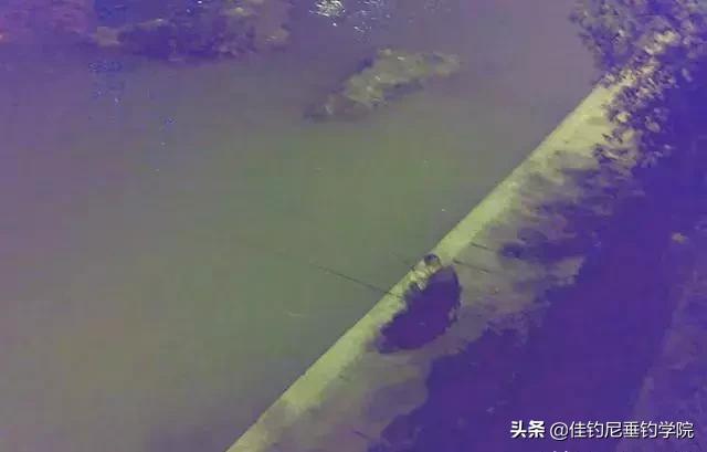 夏季夜钓防蚊虫叮咬的一些方法,夜钓防蚊子的最好办法