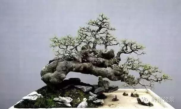 临水式金弹子盆景图片大全欣赏,看盆景展里赏心悦目的盆景