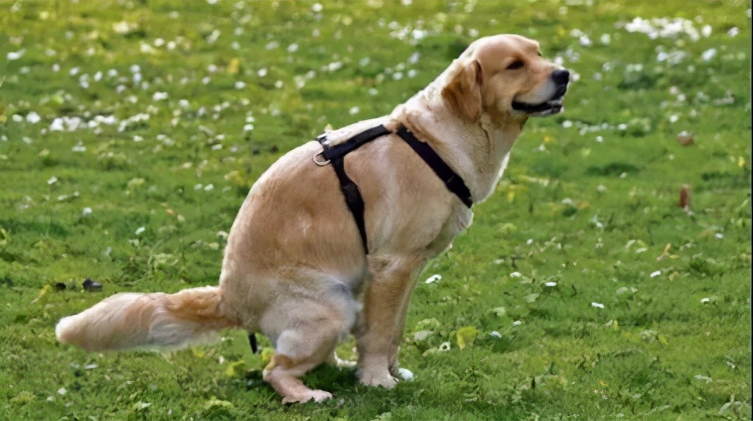 金毛为什么总是拉软便,一个月金毛拉软便怎么办