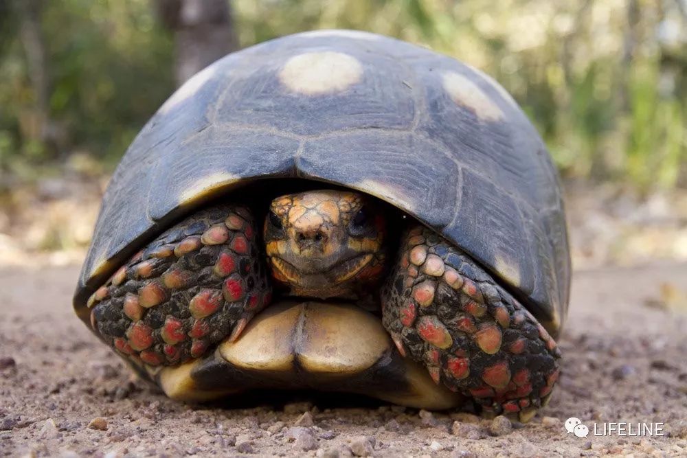 红腿陆龟如何家庭散养,广东红腿陆龟养殖方法