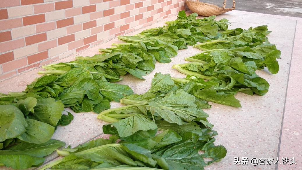 家庭自制酸菜的做法窍门是什么,简易酸菜怎么泡制又脆又好吃