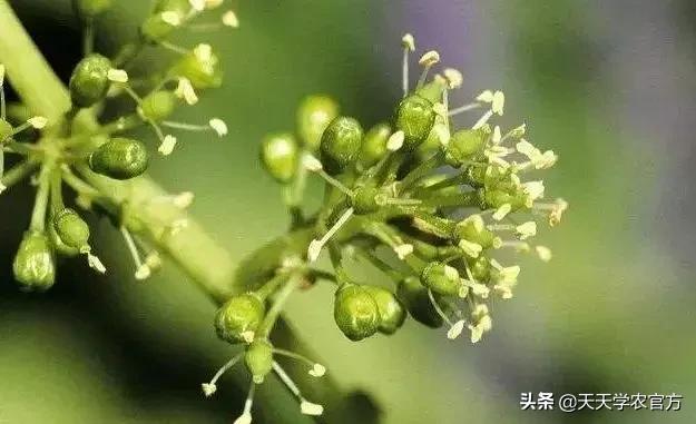 葡萄的花期管理技巧,葡萄花期打什么能高产