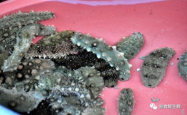海参那么贵真的有营养吗,海参多少钱一斤为什么这么贵