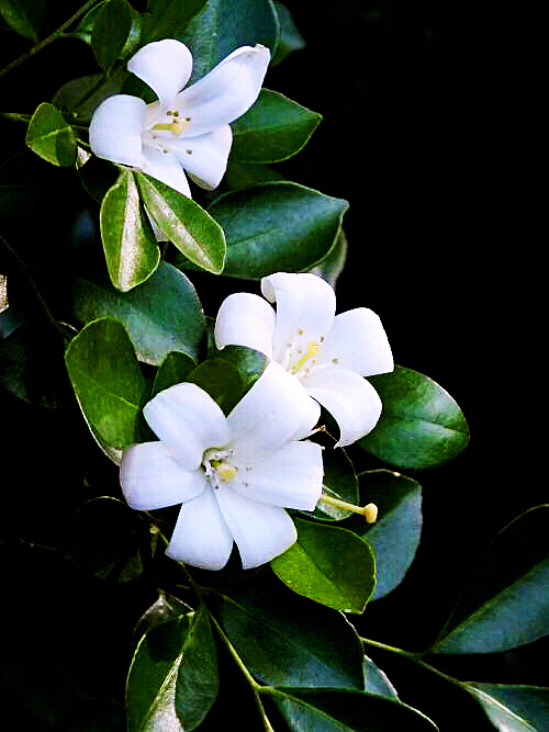 九里香木本,九里香是耐寒花卉吗