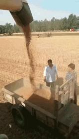 汪师傅安装收入,收割机雷沃谷神和雷沃谷王哪个好