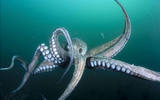 动物的有趣知识视频,动物的趣味常识视频