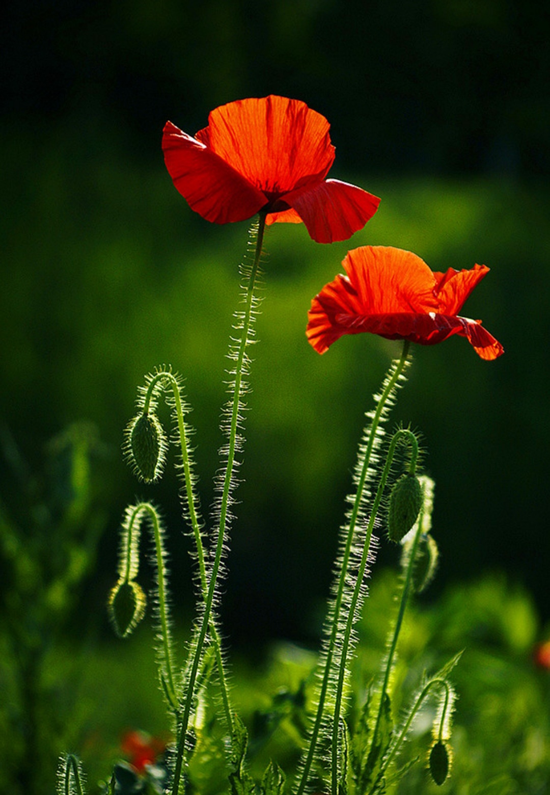 鎴峰涓嶈兘瑙︾鐨勬瘨鑺辨湁鍝簺,鍝簺姣掕姳涓嶈兘瑙︾