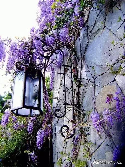 这十种爬藤花一开就是三年,3种极品爬藤花30天爬满庭院农村