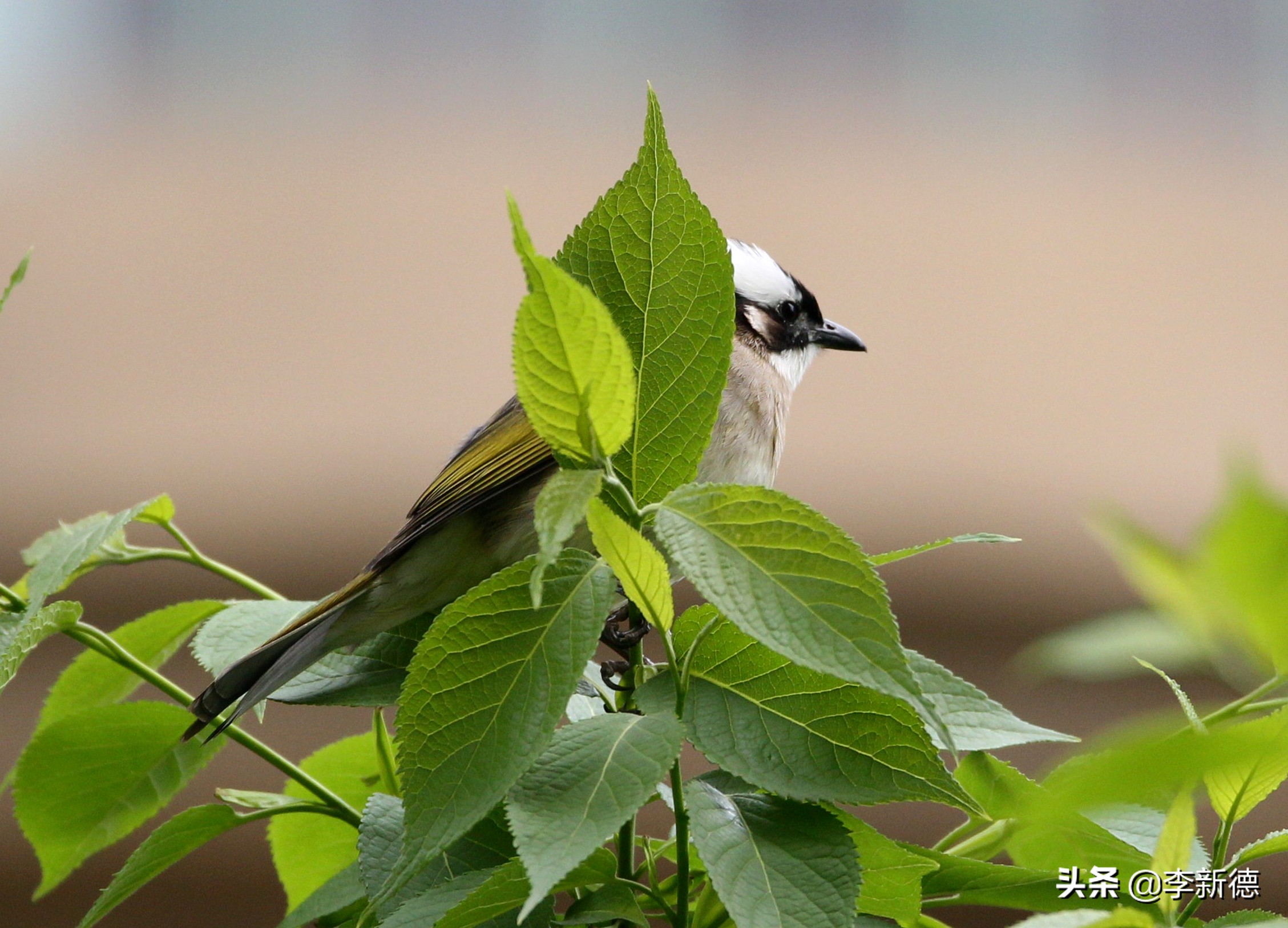 佳能相机5d3拍视频用哪个档位,佳能5d3适马2470