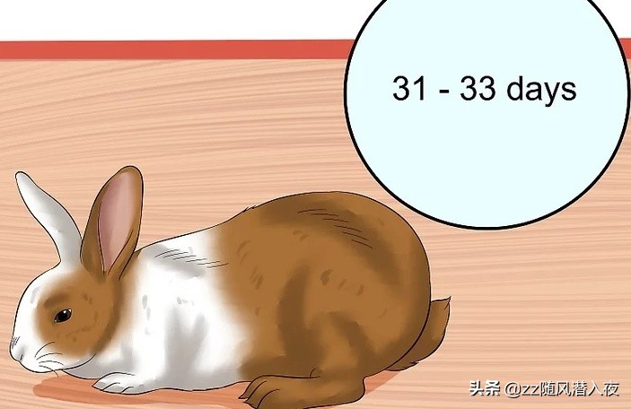 怎么照顾怀孕的兔子,如何照顾怀孕的兔子