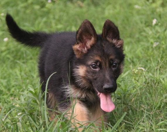 六个月的小德牧一天喂几顿合适,小德牧幼犬一天吃多少狗粮合适