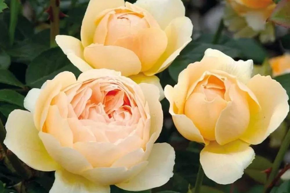 花店必备的5款玫瑰,鲜花图鉴一次性认识30种玫瑰花