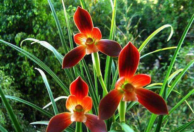 养花的人来看看,此花获得兰花“金奖”,誉为:中国兰花第一红