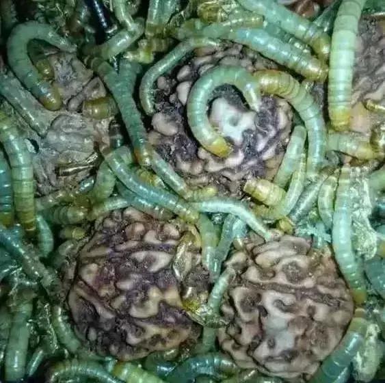 菩提手串掉色有毒吗,菩提手串生虫