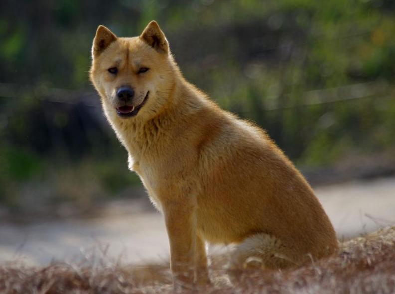 狗狗的寿命最长能活多少年,寿命最长的十种狗狗排行