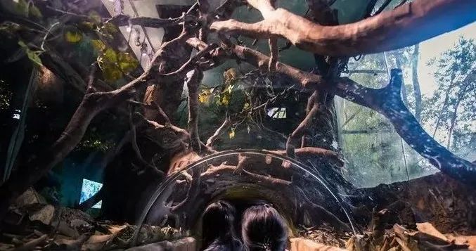 长隆野生动物世界暑假攻略,广州长隆野生动物园亲子一日游攻略