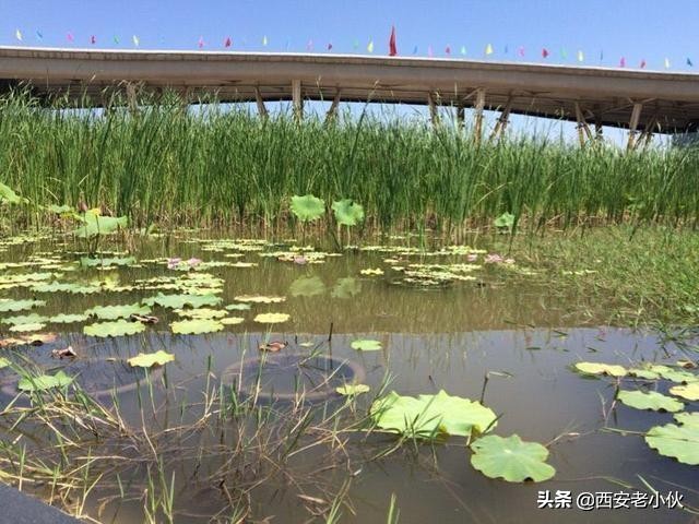 西安浐灞国家湿地公园招聘公告,西安浐灞国家湿地公园旅游