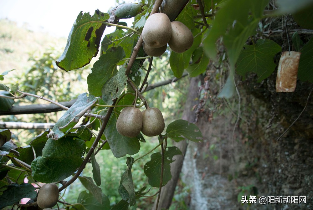 阳新县新闻,湖北鄂州阳新新闻