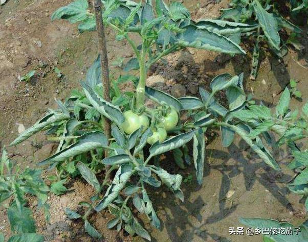 西红柿双蔓整枝打杈打顶视频,西红柿打枝种植方法全过程