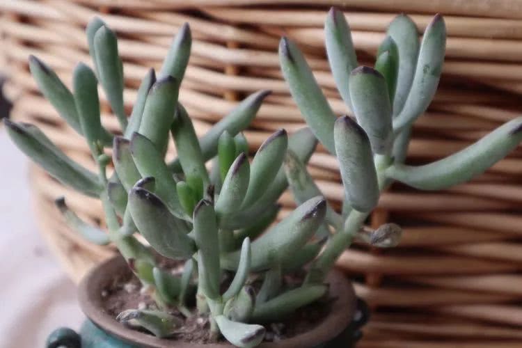 多肉名字怎么记,多肉的品种图片及名字寓意