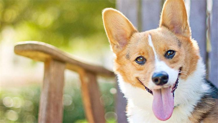 家里有狗需要买些什么,家里有狗狗用品