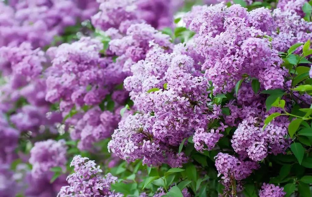 世界各国的国花集锦,英国国花世界各国的国花