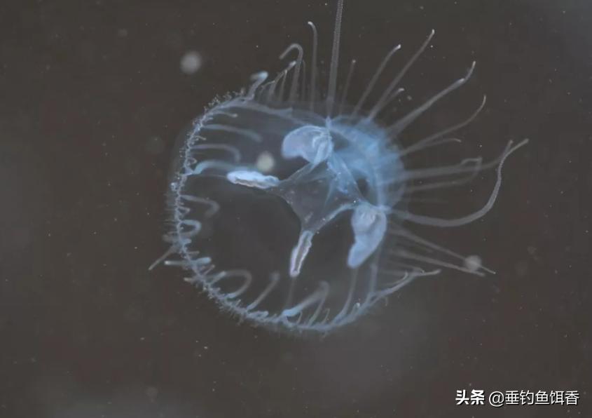 这种鱼有蓝色肉味道非常鲜美,春夏秋冬适宜垂钓的鱼品种