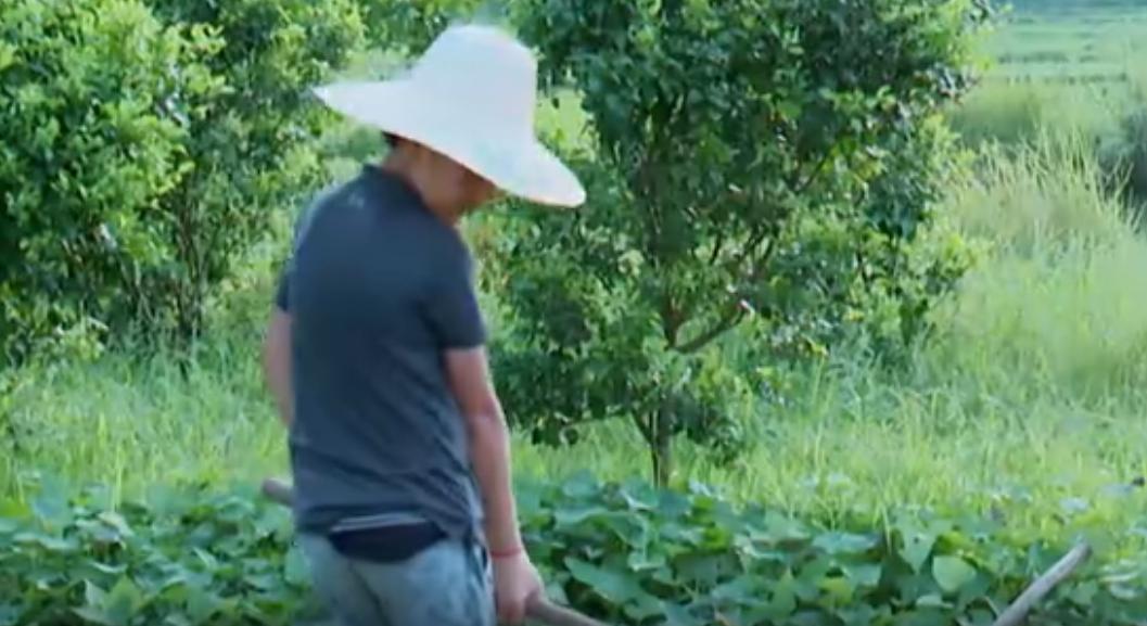 纯素人、偏公益，《谁知盘中餐》为何一举拿下四网省级卫视第一