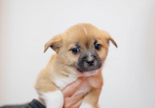 小奶狗为什么到家就吐,小奶狗到家总是叫